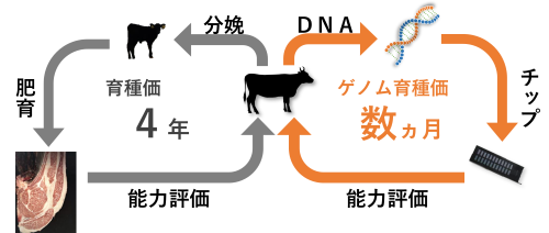 図3　従来の育種価とゲノム育種価の違い
