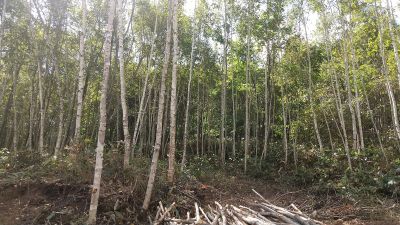 写真1　北海道のシラカンバ