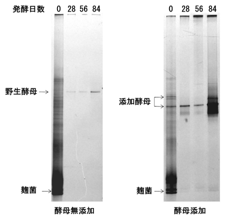 図1　酵母添加の有無による発酵中の雑菌の推移