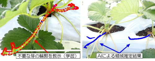 図７　AIによる不要な芽の認識