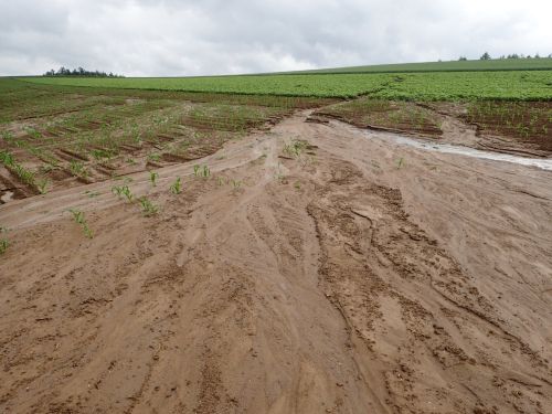 写真１　とうもろこし畑での土壌流亡の様子