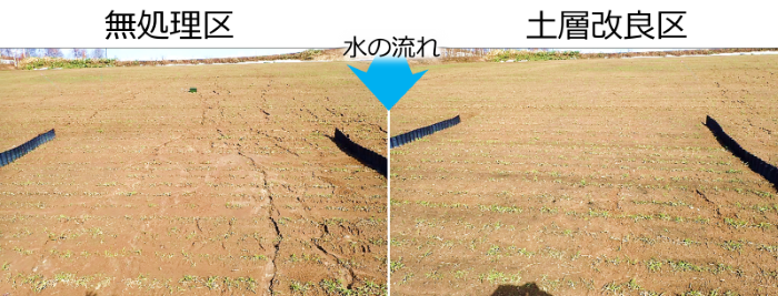 写真３　雪解け水により土壌が流されてできた溝（４月）