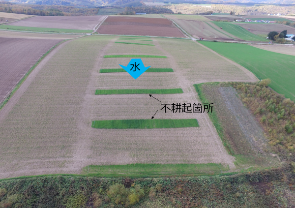 写真４　後作緑肥による部分不耕起の様子（１０月）