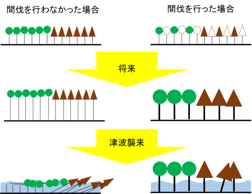 図５　間伐による津波抵抗性への影響