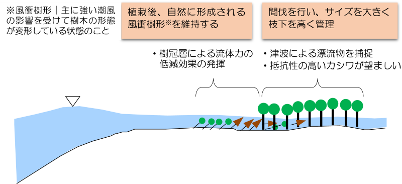 図６　津波減災効果の高い林帯内の樹木サイズの配置（案）