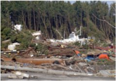 写真1　海からの漂流物を捕捉し、内陸にある住宅地への侵入を防いだクロマツ海岸防災林