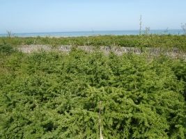 グイマツ海岸防災林（大樹町）