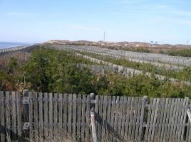 クロマツ海岸防災林（日高町）