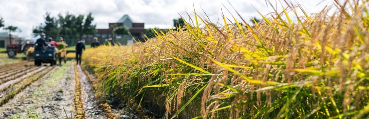 稲の収穫が進行中です