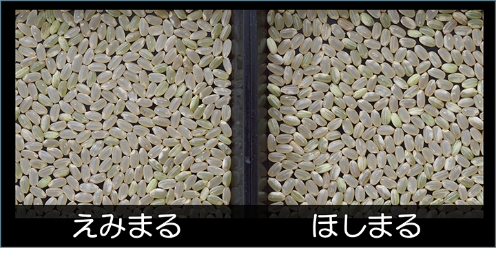 播種直後の「えみまる」と「ほしまる」