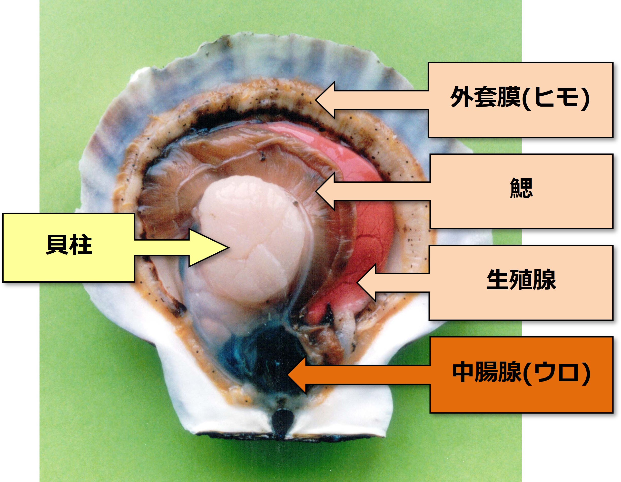 図３　ホタテガイ解剖図