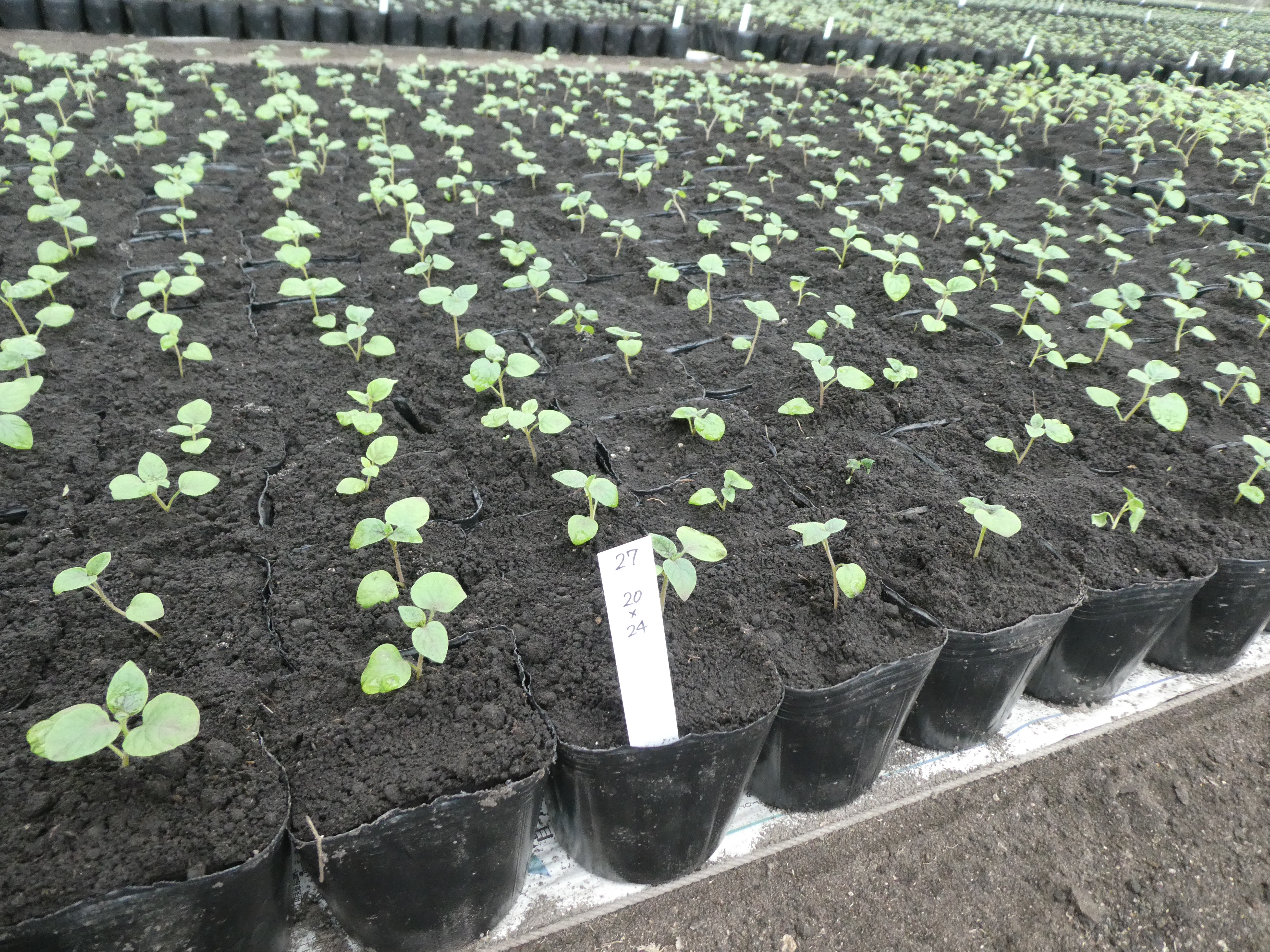 写真２　実生養成