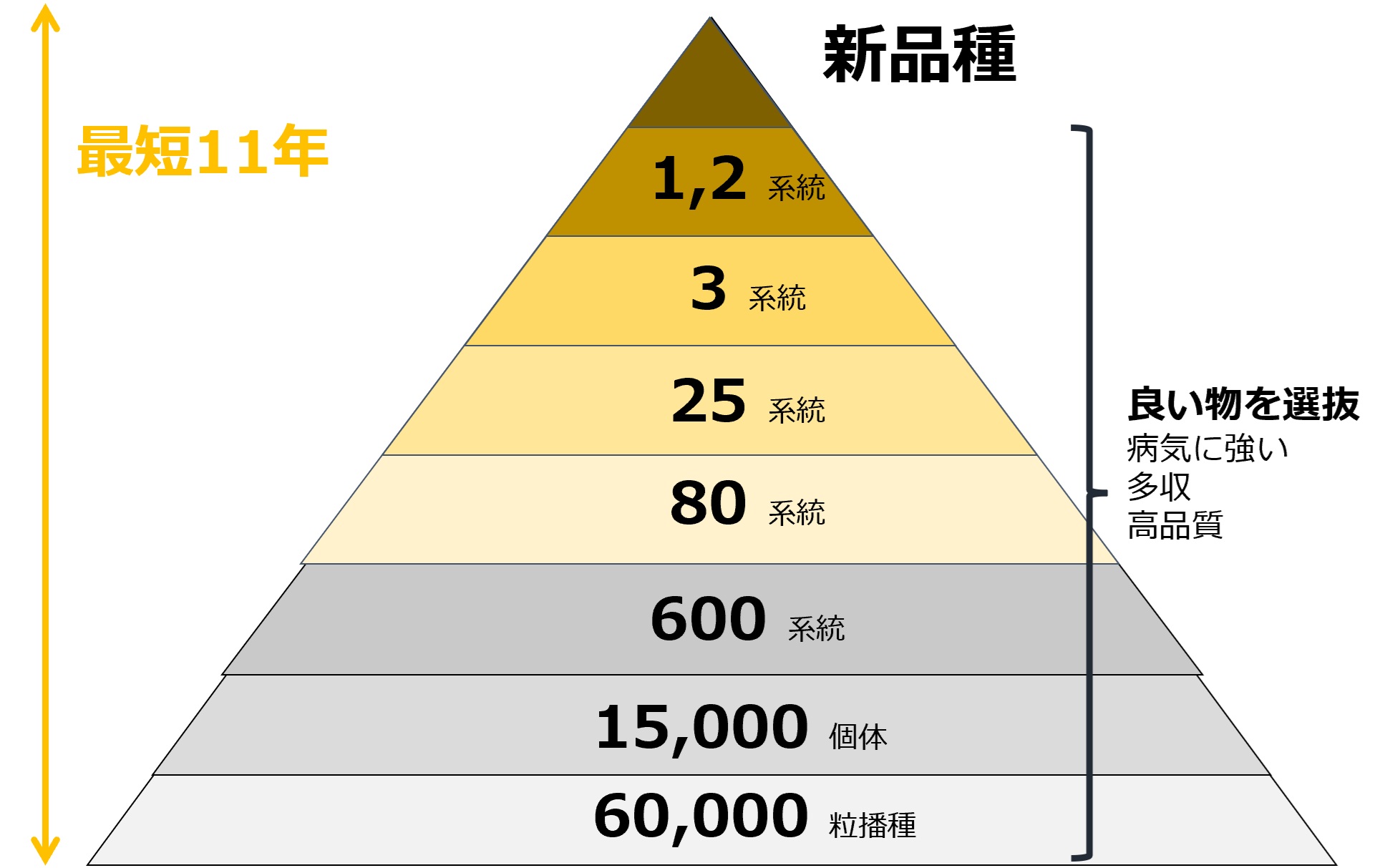 図１　選抜の流れ