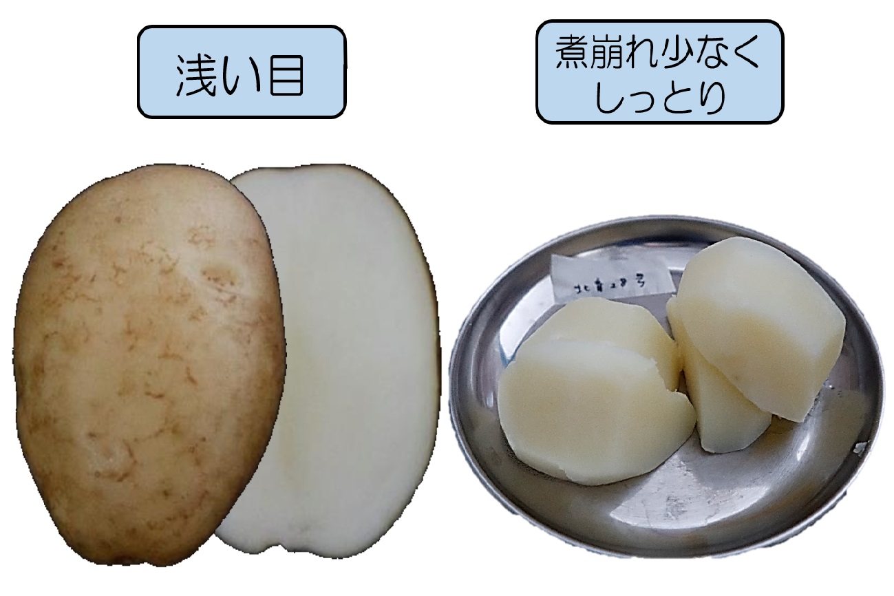 写真３　「ゆめいころ」の見た目