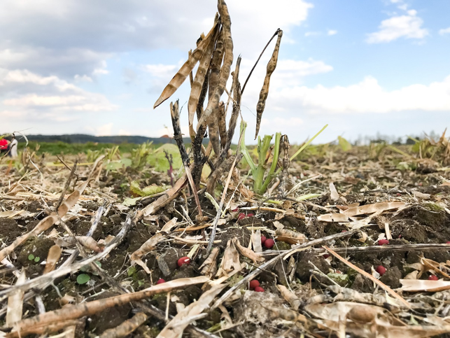 海外製リールヘッダコンバインによる「きたろまん」収穫ロス