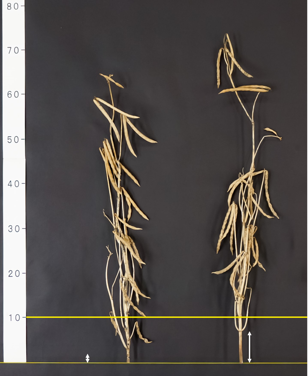 左：「きたろまん」、右：「きたいろは」