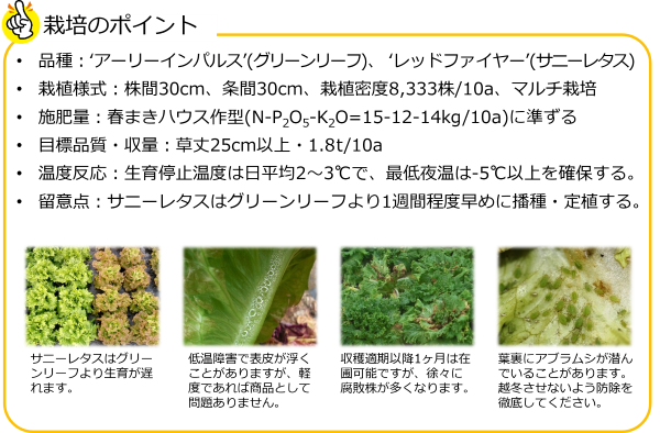 リーフレタス_要点