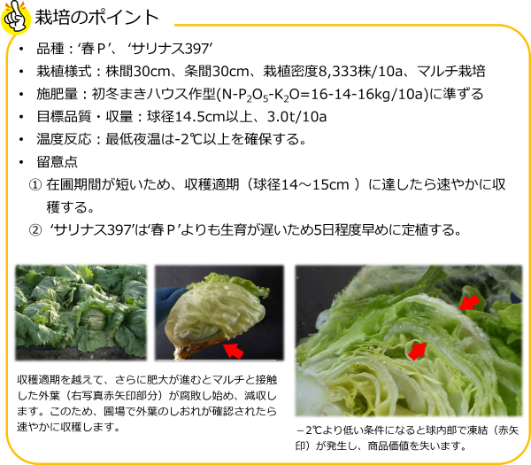 結球レタス_要点
