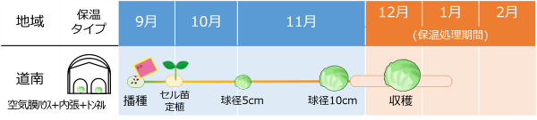 結球レタス_作型