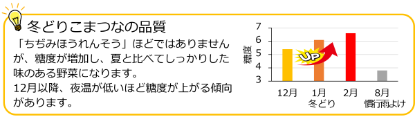 こまつな_コラム