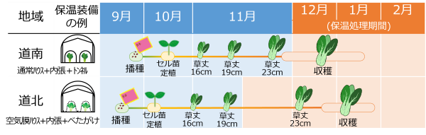 チンゲンサイ_作型