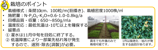 ベビーリーフ_要点