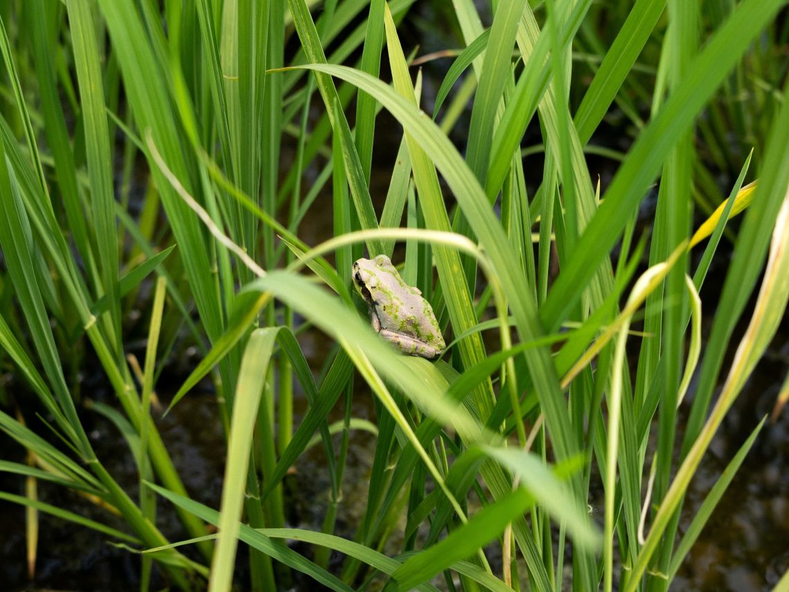 稲の上にカエル
