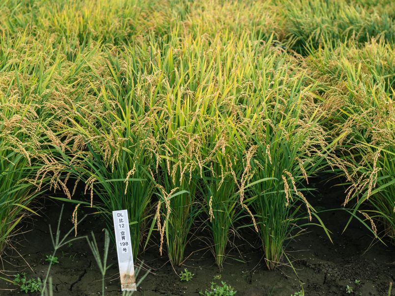水稲新品種