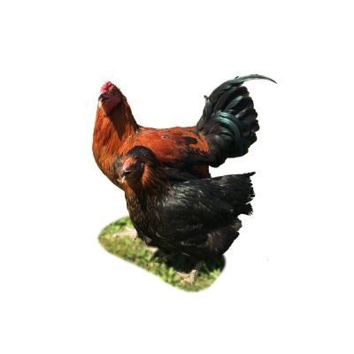 写真　北海地鶏Ⅲ