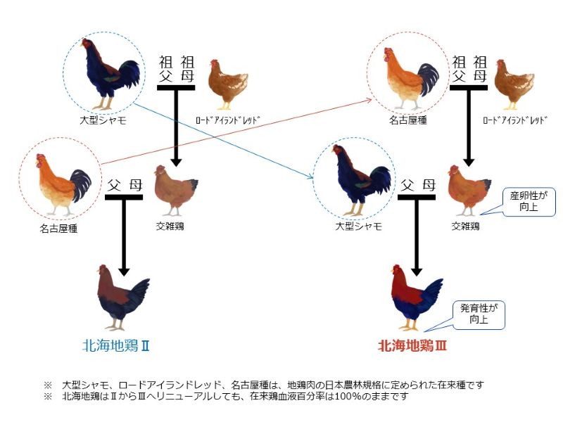 図１　北海地鶏ⅡとⅢの交配様式
