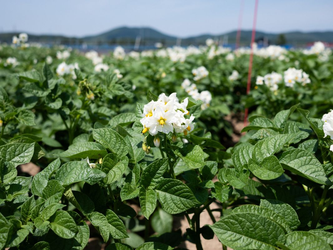 ばれいしょ施肥試験ほ場