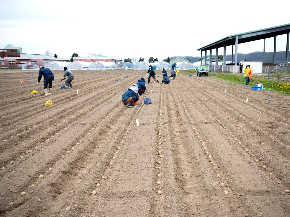 ばれいしょ施肥試験ほ場