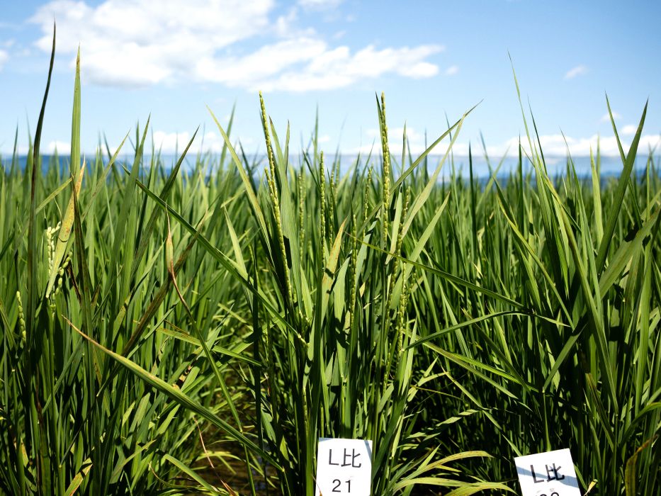 早生品種の出穂
