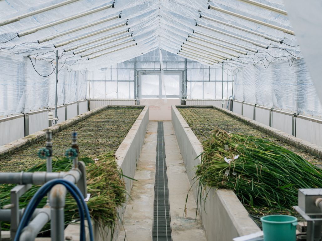 刈り取りを終えた温室