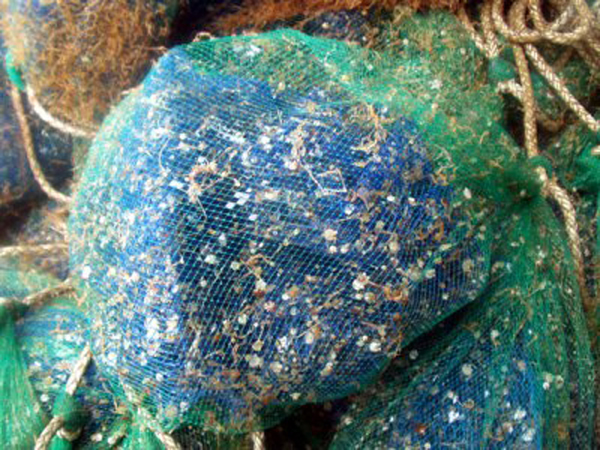 写真1 ホタテガイ稚貝が付着した採苗器