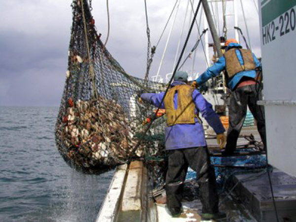 写真2 地まき漁業で漁獲されたホタテガイ