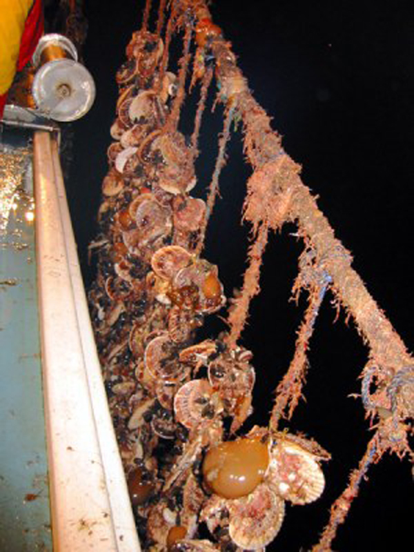 写真3 耳吊りで垂下養殖されたホタテガイ