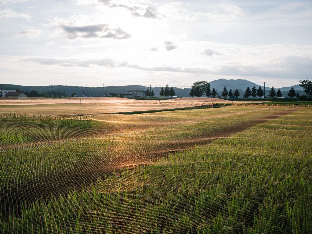 夕陽に映える防雀網