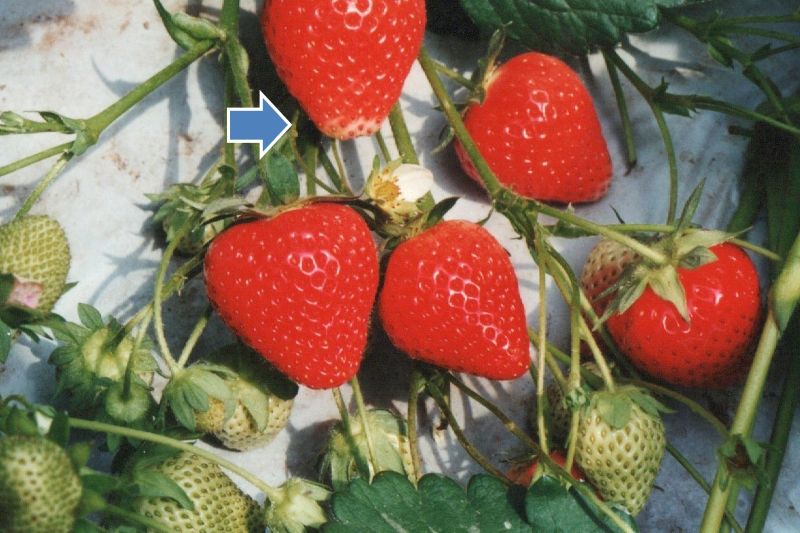 写真1　北海道初の育成品種「きたえくぼ」(矢印が先白症状、写真提供：川岸康司)