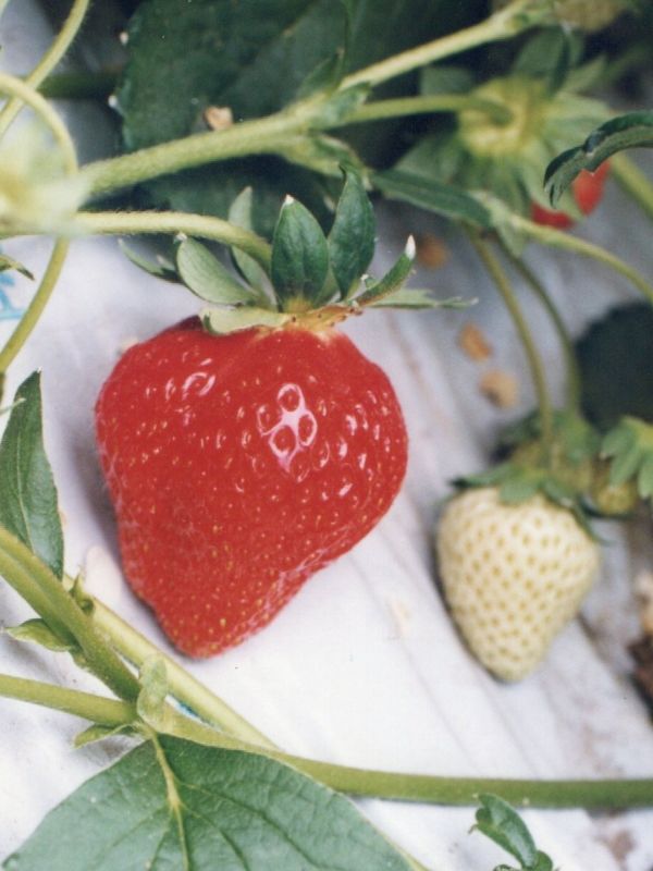 写真2　病気に強くおいしい品種「けんたろう」(写真提供：川岸康司)