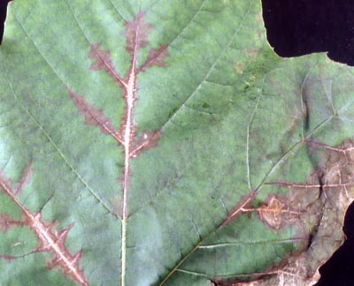 プラタナス炭疽病