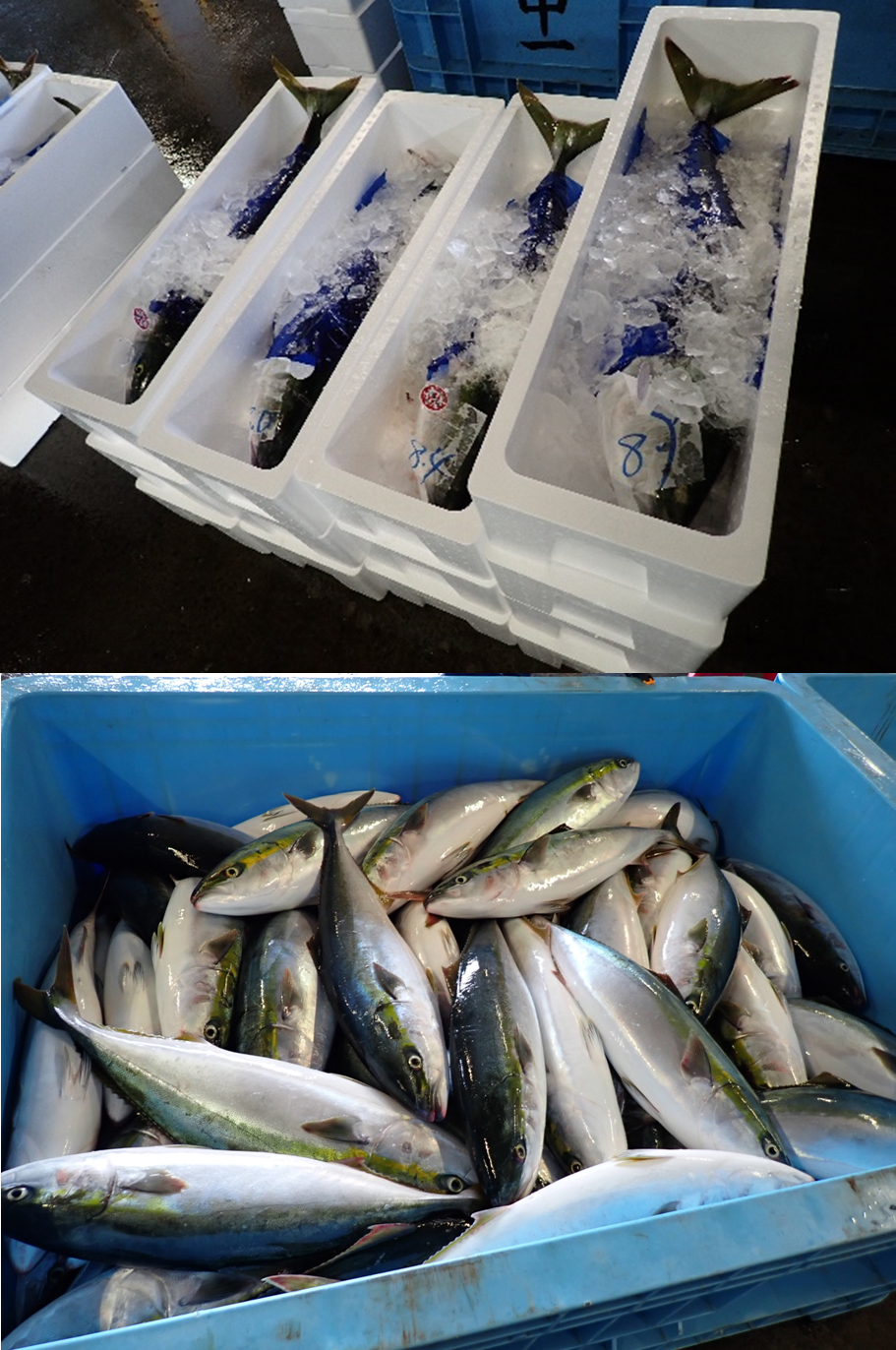 道内で水揚げされたブリ