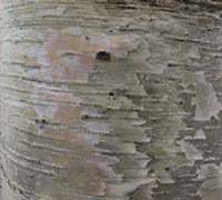 樹皮