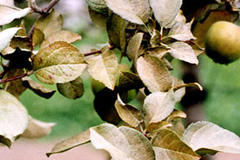 ハダニによる被害