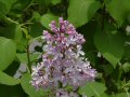 ムラサキハシドイ(ライラック)