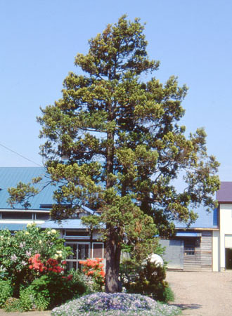 オオゴンシノブヒバ