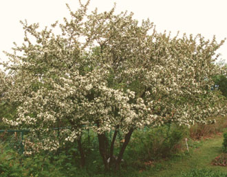 エゾノコリンゴ