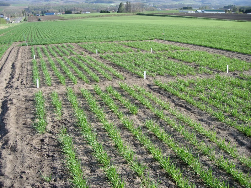 秋小麦肥効調節（17訓子府）800pic