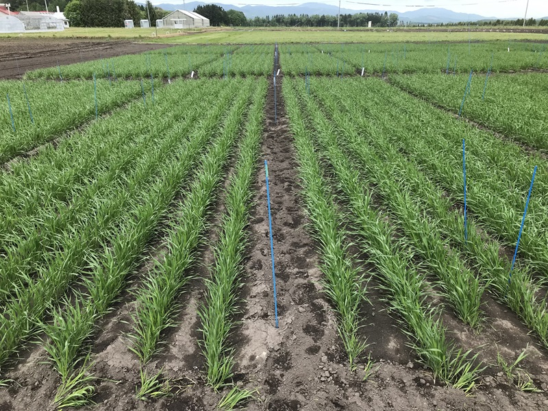 春小麦肥料高騰（24北見農試）800pic