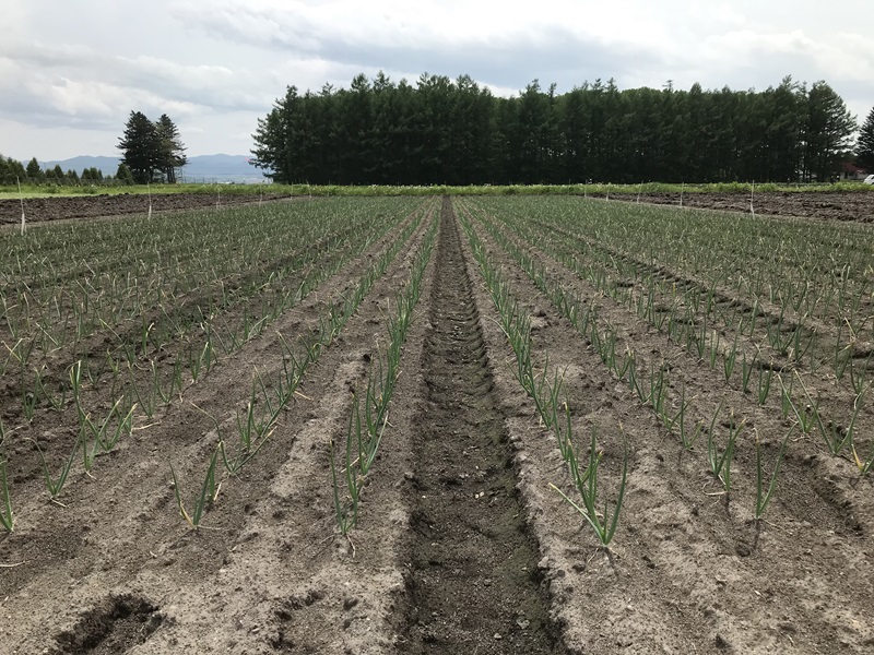 たまねぎ肥料高騰（24北見農試）800pic